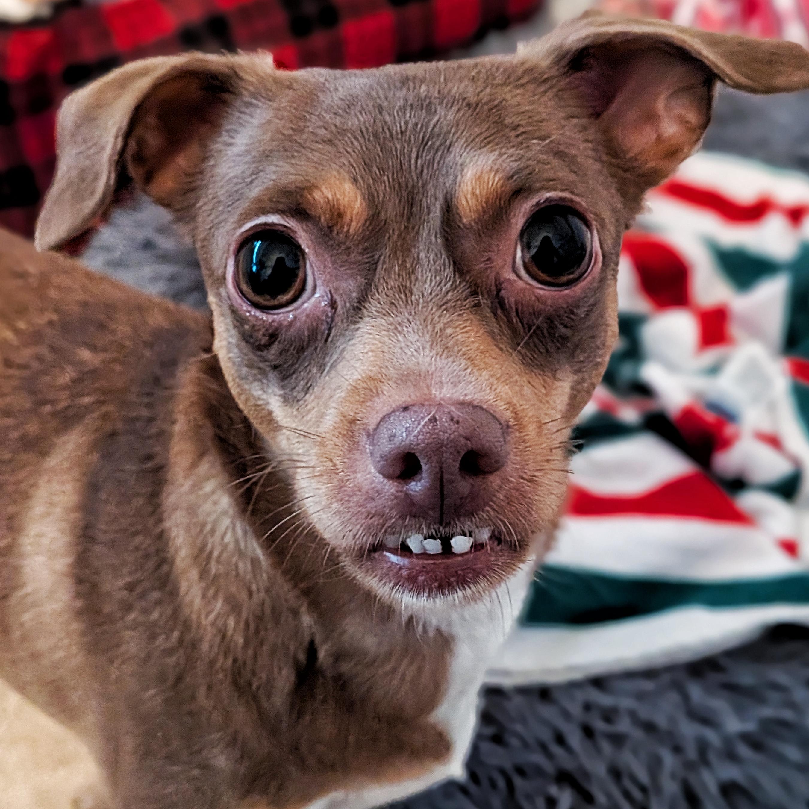 Enlarge Baby and Birdie, a ADOPTABLE Chihuahua in Eustis, FL image 3/3
