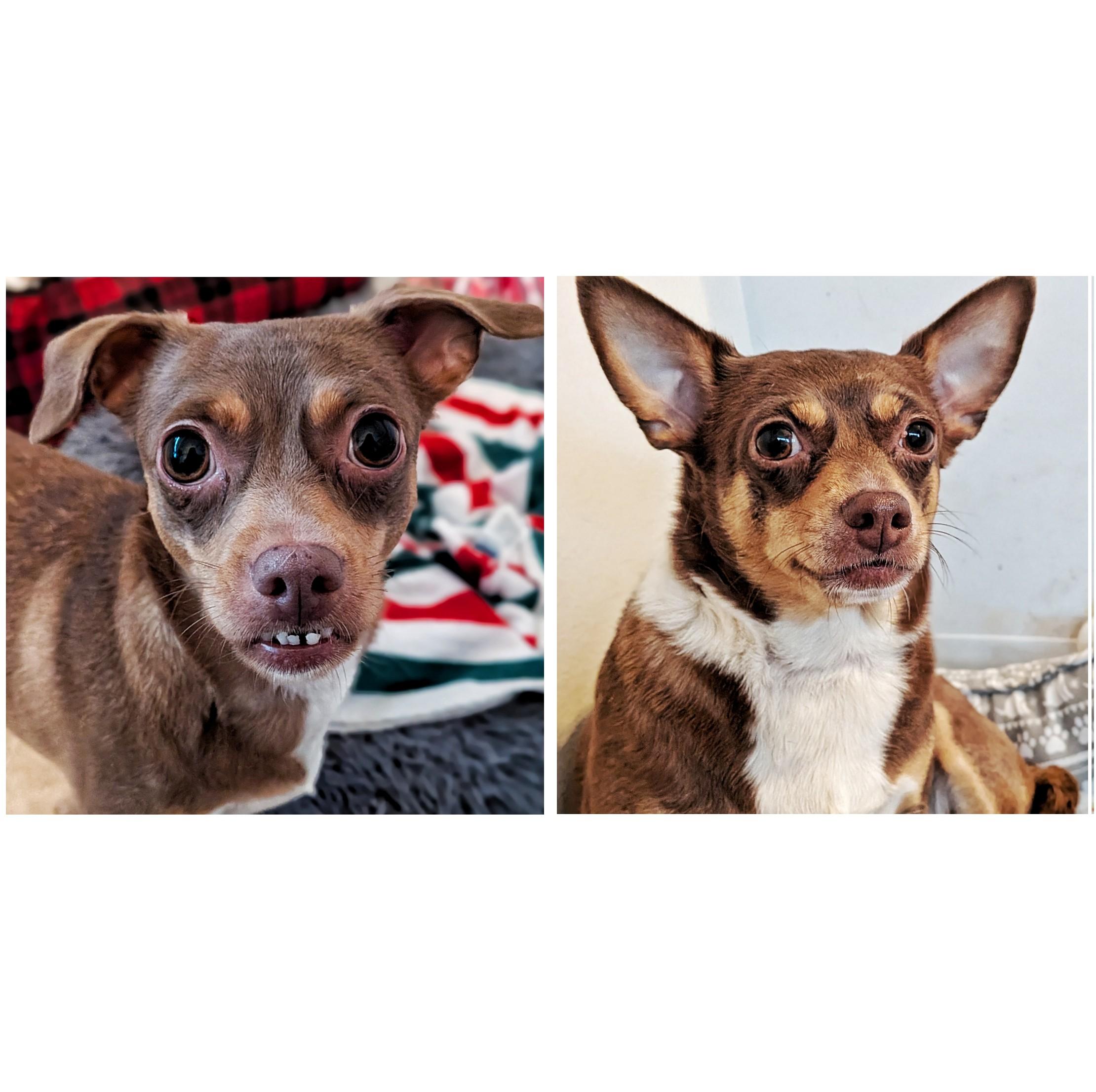 Baby and Birdie, ADOPTABLE, Adult Female Chihuahua.