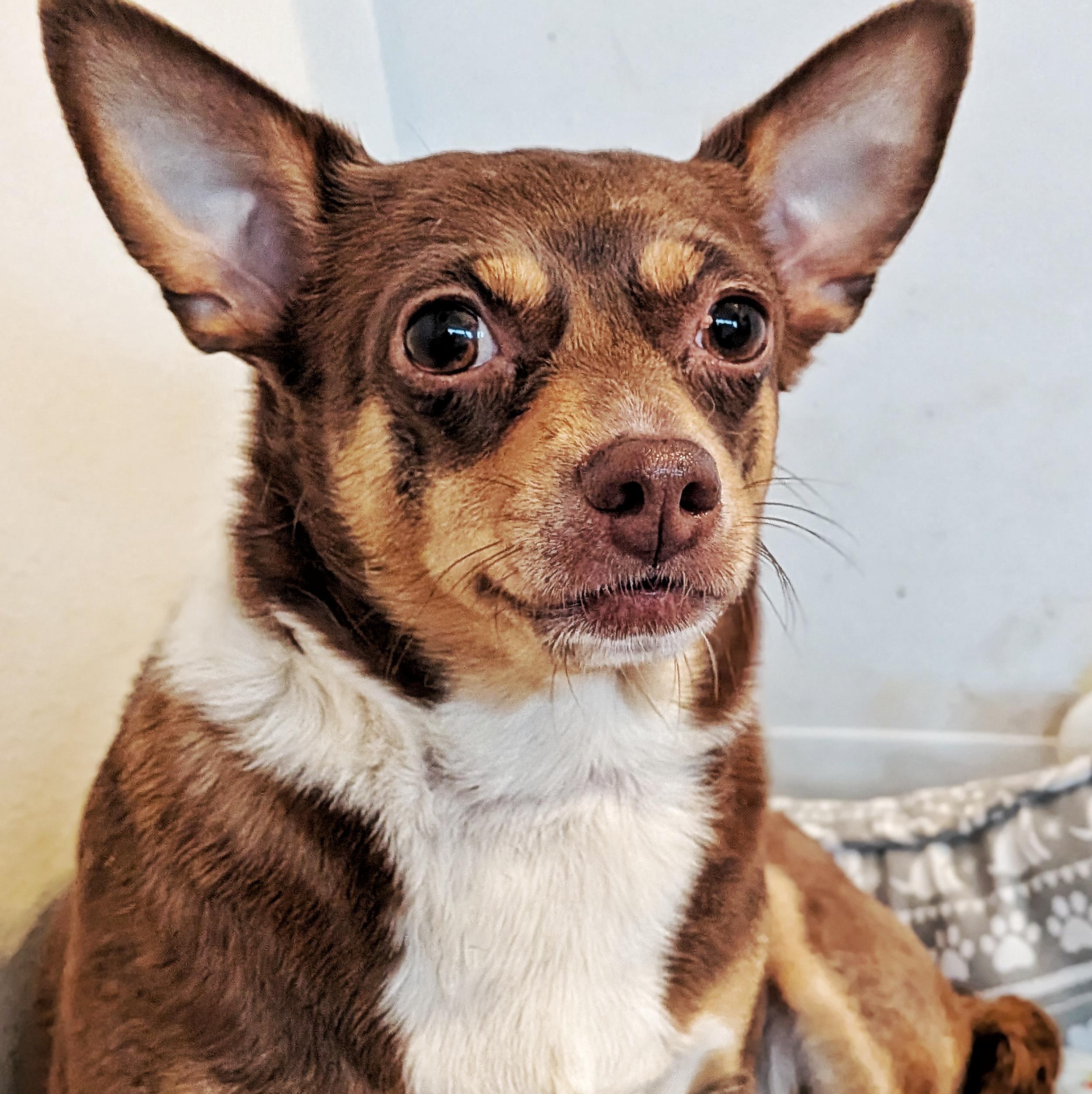 Enlarge Baby and Birdie, a ADOPTABLE Chihuahua in Eustis, FL image 2/3