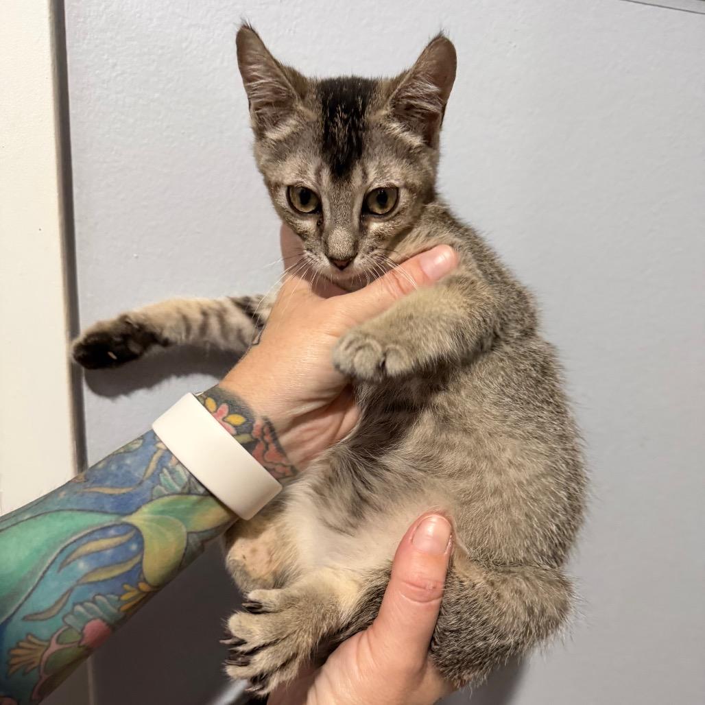 Natalia, Adoptable, Kitten Female Domestic Short Hair.
