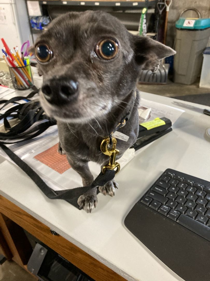 Bernie, Adopted, Adult Male Chihuahua.