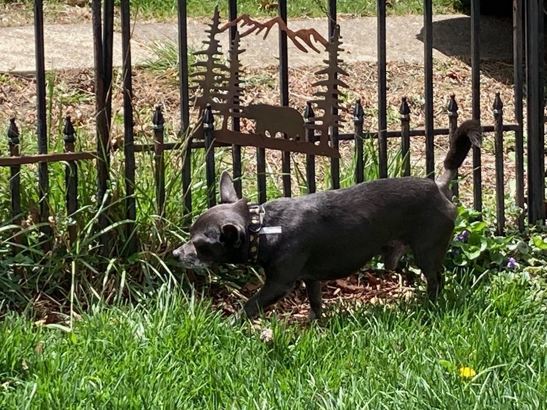 Enlarge Bernie, a Adopted Chihuahua in Merrill, WI image 2/5