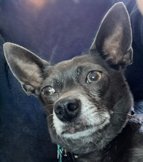 Enlarge Bernie, a Adopted Chihuahua in Merrill, WI image 3/5