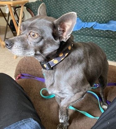 Enlarge Bernie, a Adopted Chihuahua in Merrill, WI image 4/5