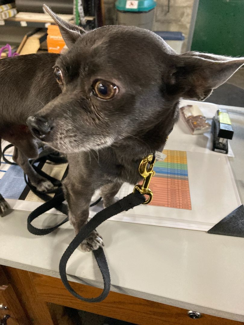 Enlarge Bernie, a Adopted Chihuahua in Merrill, WI image 5/5