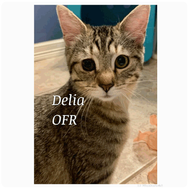 Enlarge Delia, a Adoptable Domestic Short Hair in Owasso, OK image 1/4