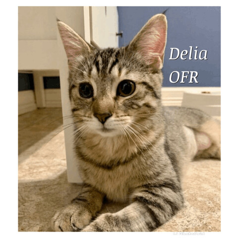 Enlarge Delia, a Adoptable Domestic Short Hair in Owasso, OK image 2/4