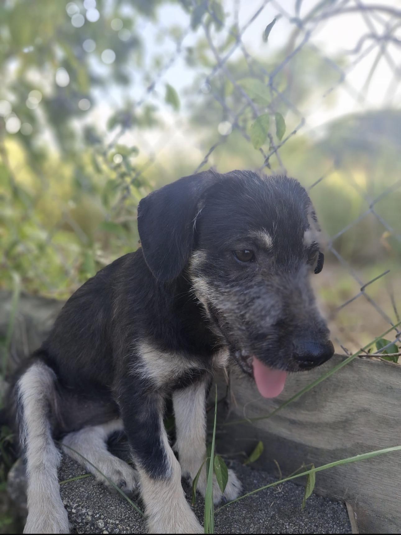 Enlarge KIRA - sweet, calm girl, an adopted mixed breed in Short Hills, NJ image 2/2