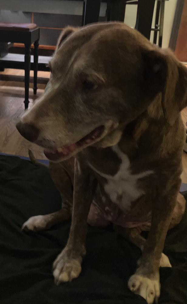 Leila, Adoptable, Senior Female Shepherd.