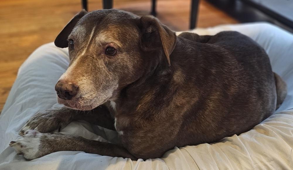 Enlarge Leila, a Adoptable mixed breed in Loveland, OH image 2/5