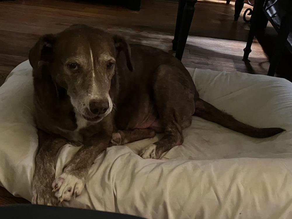 Enlarge Leila, a Adoptable mixed breed in Loveland, OH image 3/5