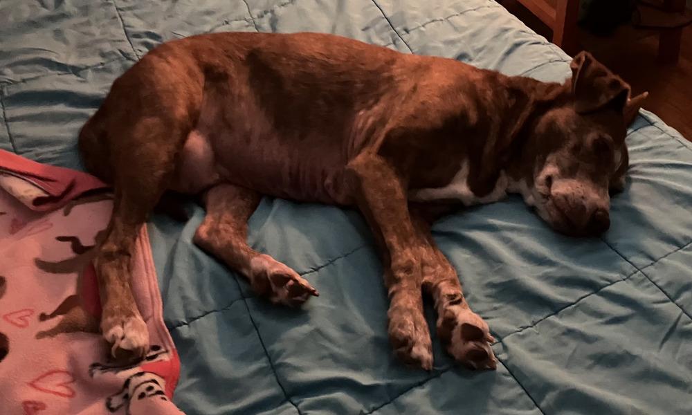 Enlarge Leila, a Adoptable mixed breed in Loveland, OH image 4/5