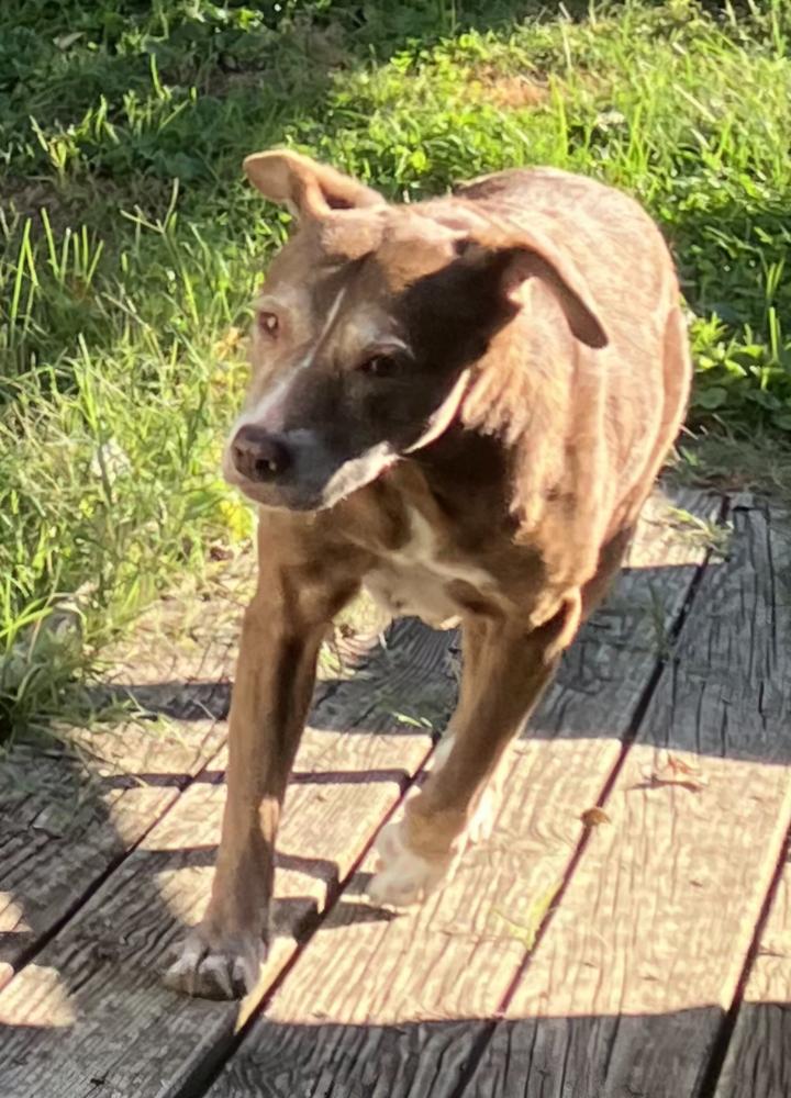 Enlarge Leila, a Adoptable mixed breed in Loveland, OH image 5/5