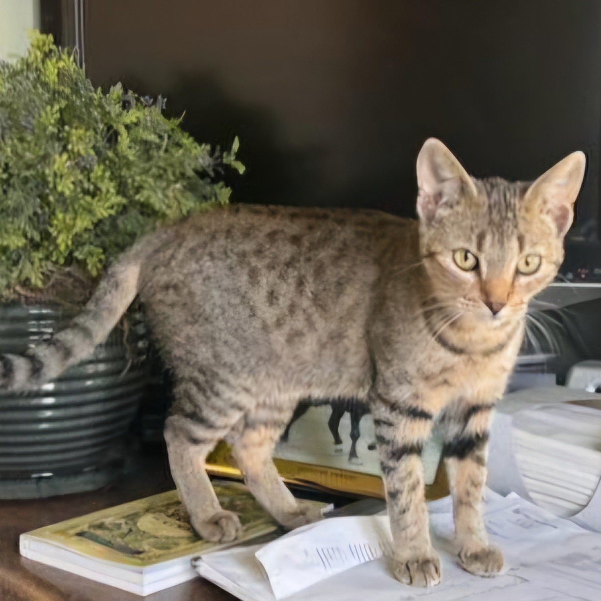Cat for adoption Xena, a Tabby in Chino valley, AZ Petfinder