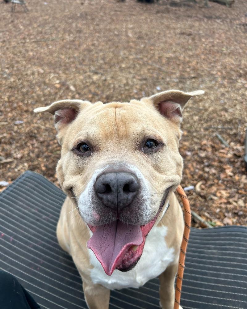 Enlarge Rodney, a Adoptable mixed breed in New Bedford, MA image 1/4