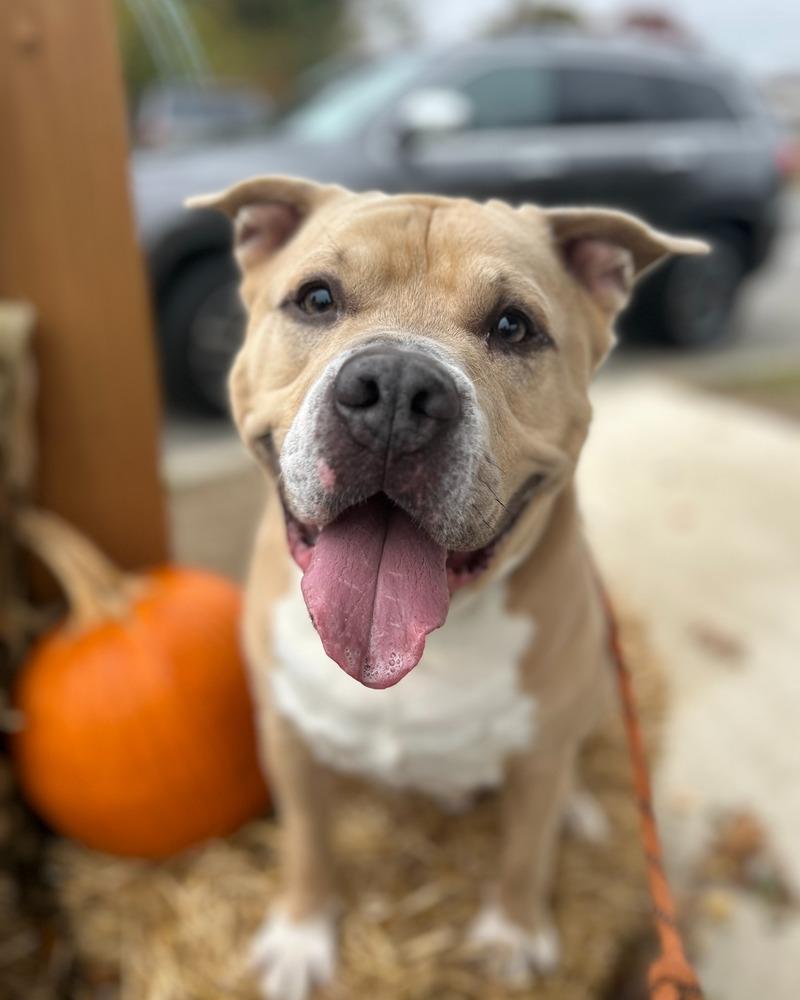 Enlarge Rodney, a Adoptable mixed breed in New Bedford, MA image 2/4