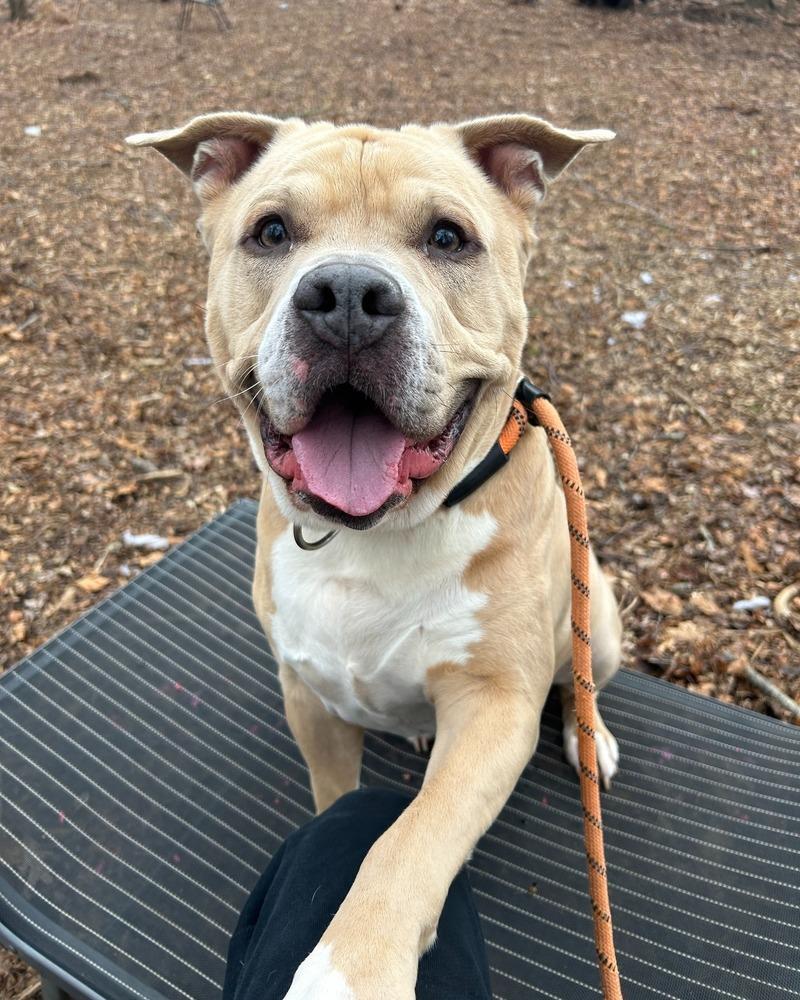 Enlarge Rodney, a Adoptable mixed breed in New Bedford, MA image 3/4