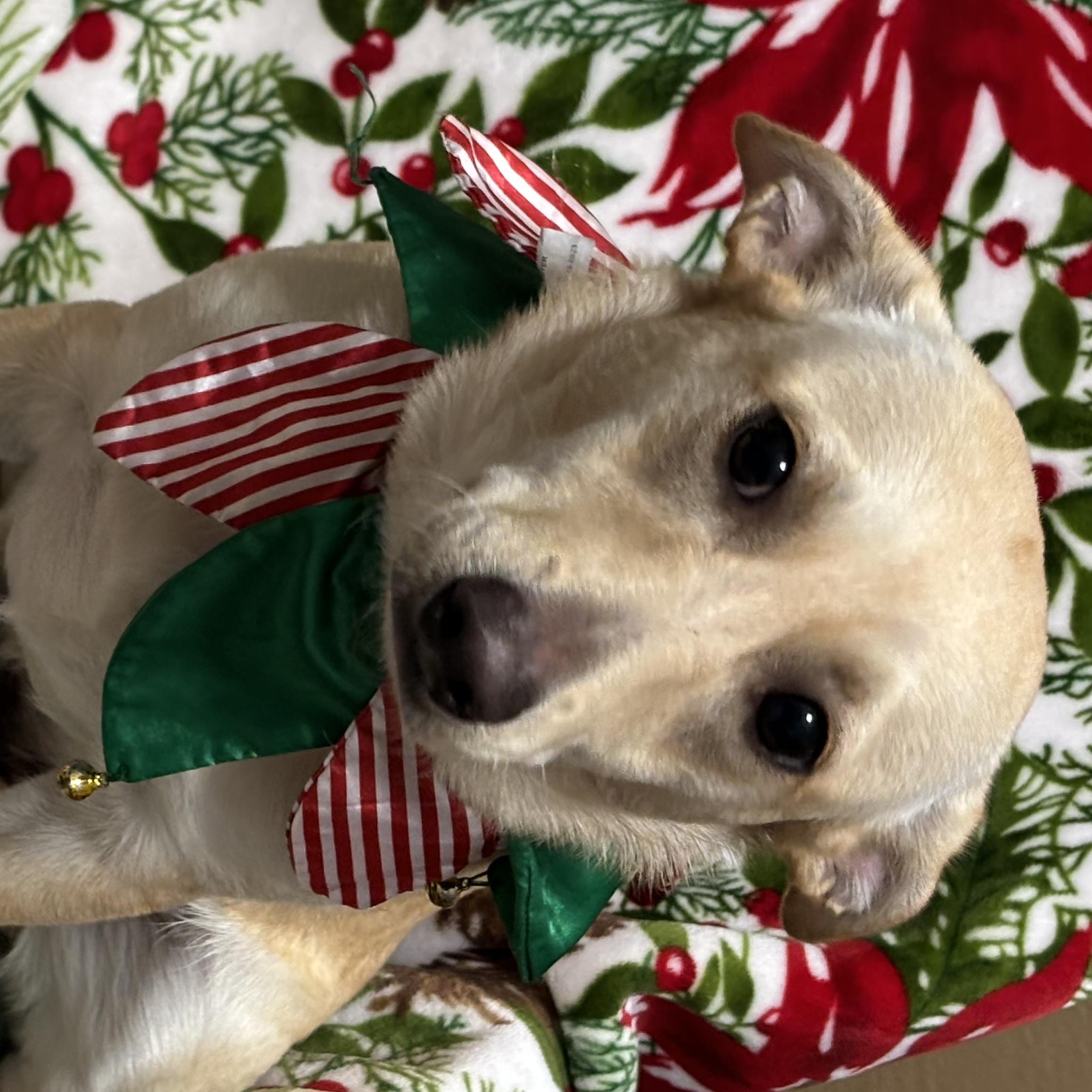 MANGO, Adoptable, Puppy Female Carolina Dog & Jack Russell Terrier.