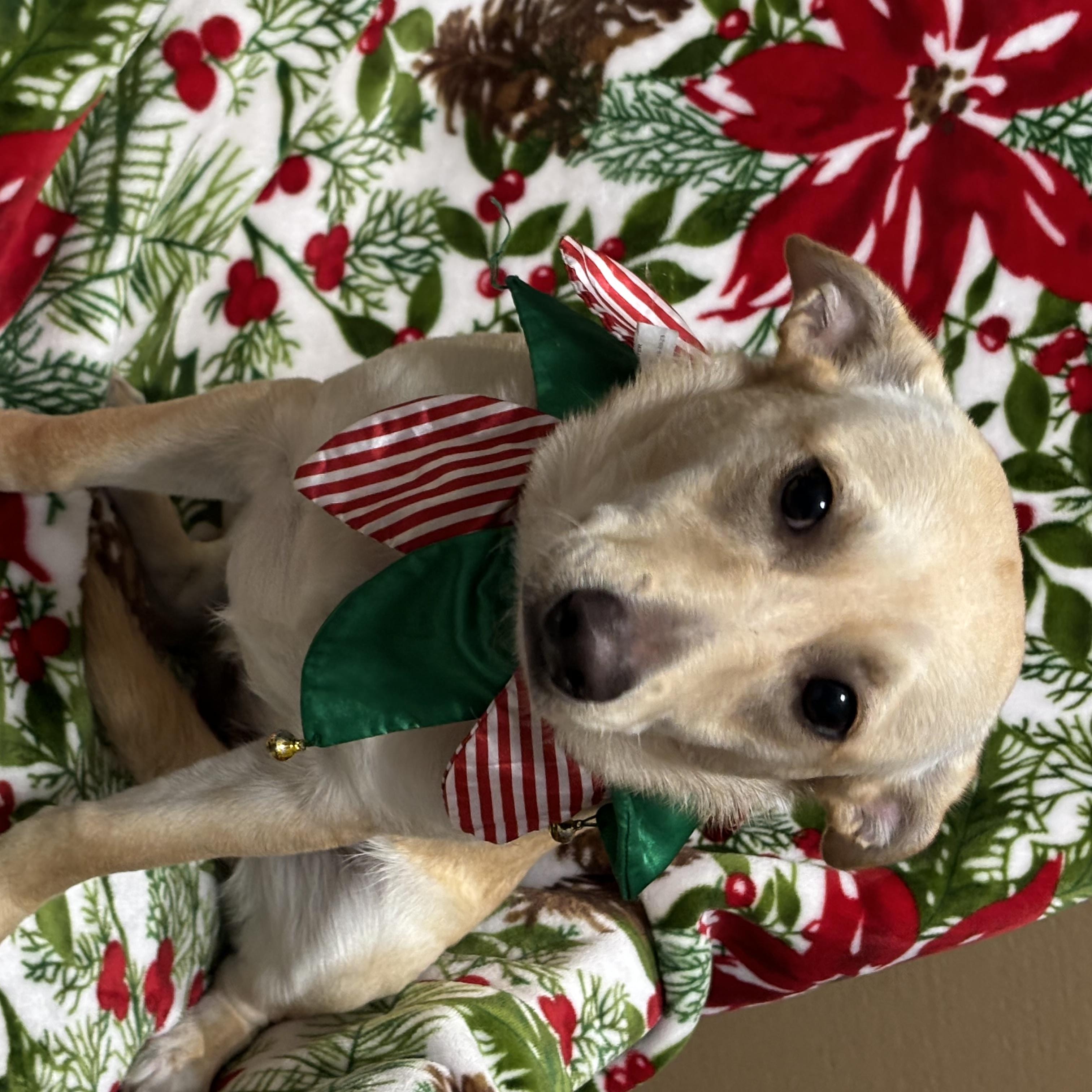 Enlarge MANGO, a Adoptable mixed breed in Dallas, TX image 1/3