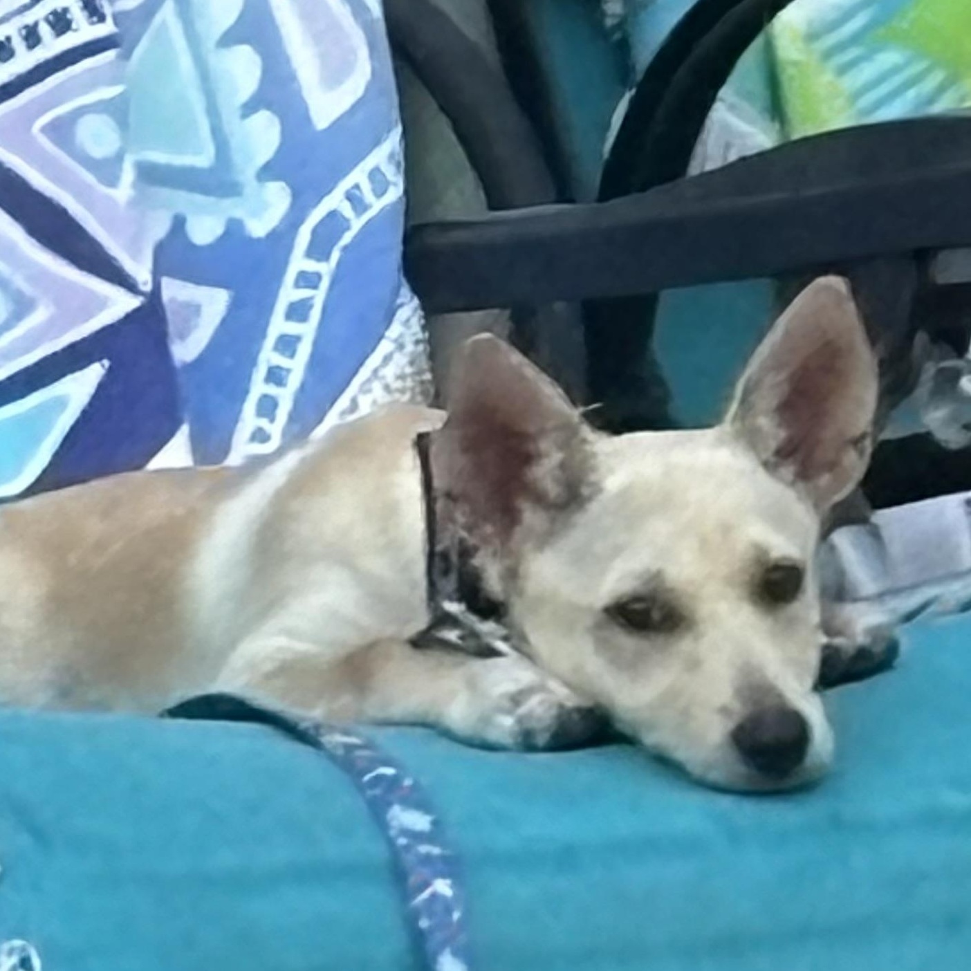 Enlarge MANGO, a Adoptable mixed breed in Dallas, TX image 3/3