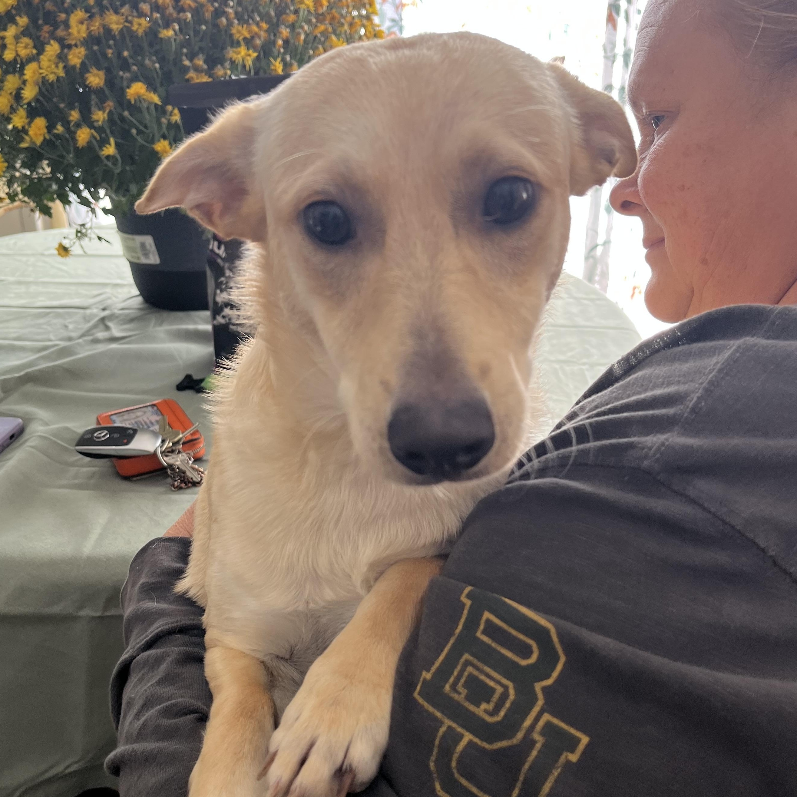 MANGO, Adoptable, Puppy Female Carolina Dog & Jack Russell Terrier.