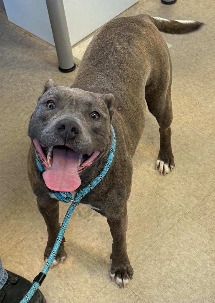 Enlarge Chloe, a Adopted Pit Bull Terrier in La Porte, IN image 1/1