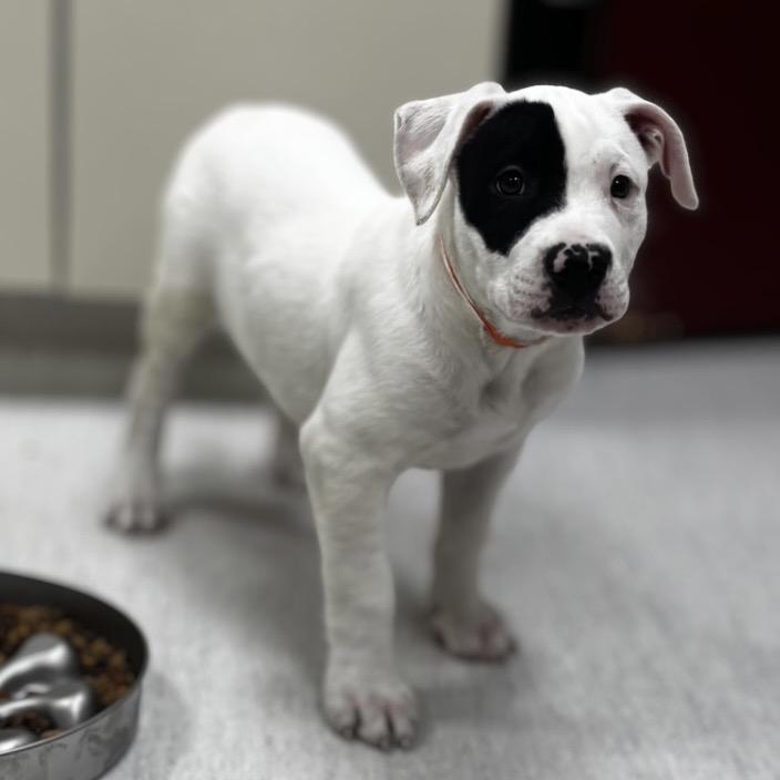 Irish Cheddar, Adoptable, Puppy Male Pit Bull Terrier & Dogo Argentino.