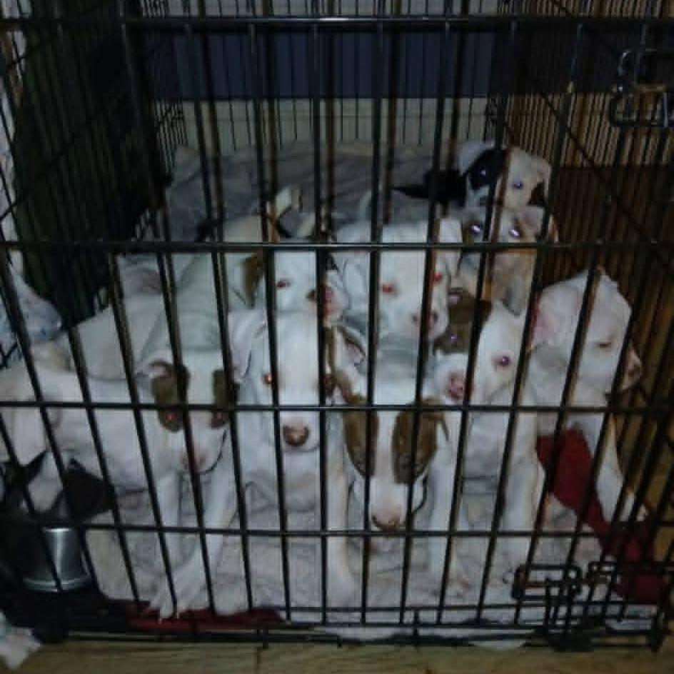 Enlarge Irish Cheddar, a Adoptable mixed breed in Shinnston, WV image 2/2