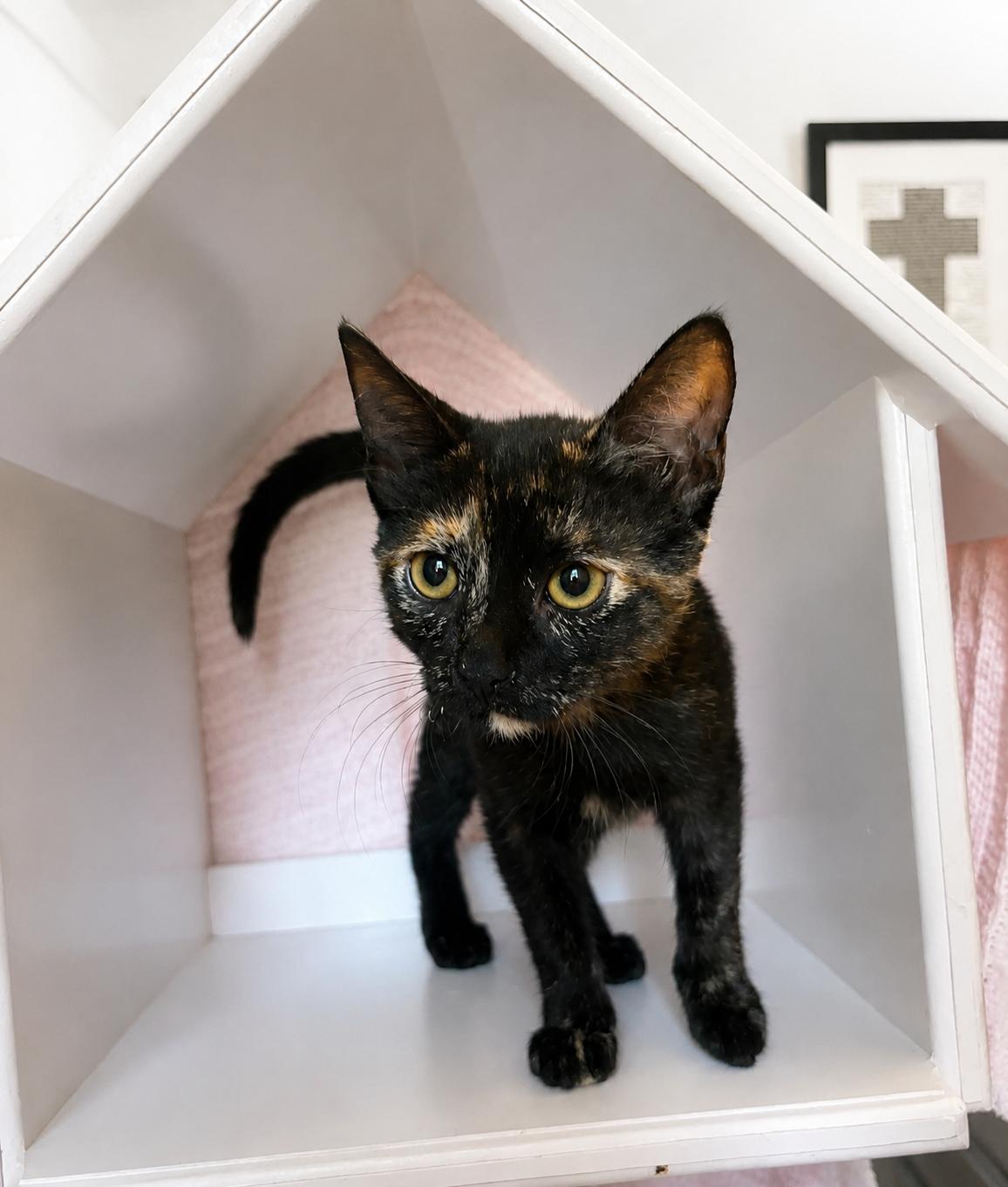 Monroe, ADOPTABLE, Kitten Female Tortoiseshell.