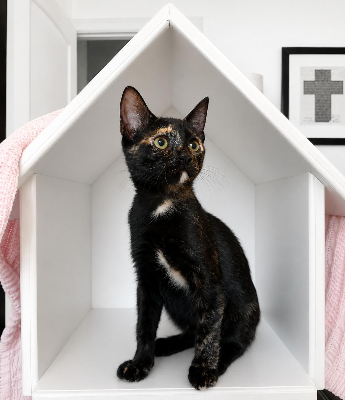 Monroe, a ADOPTABLE Tortoiseshell in Cypress, TX image 2/2