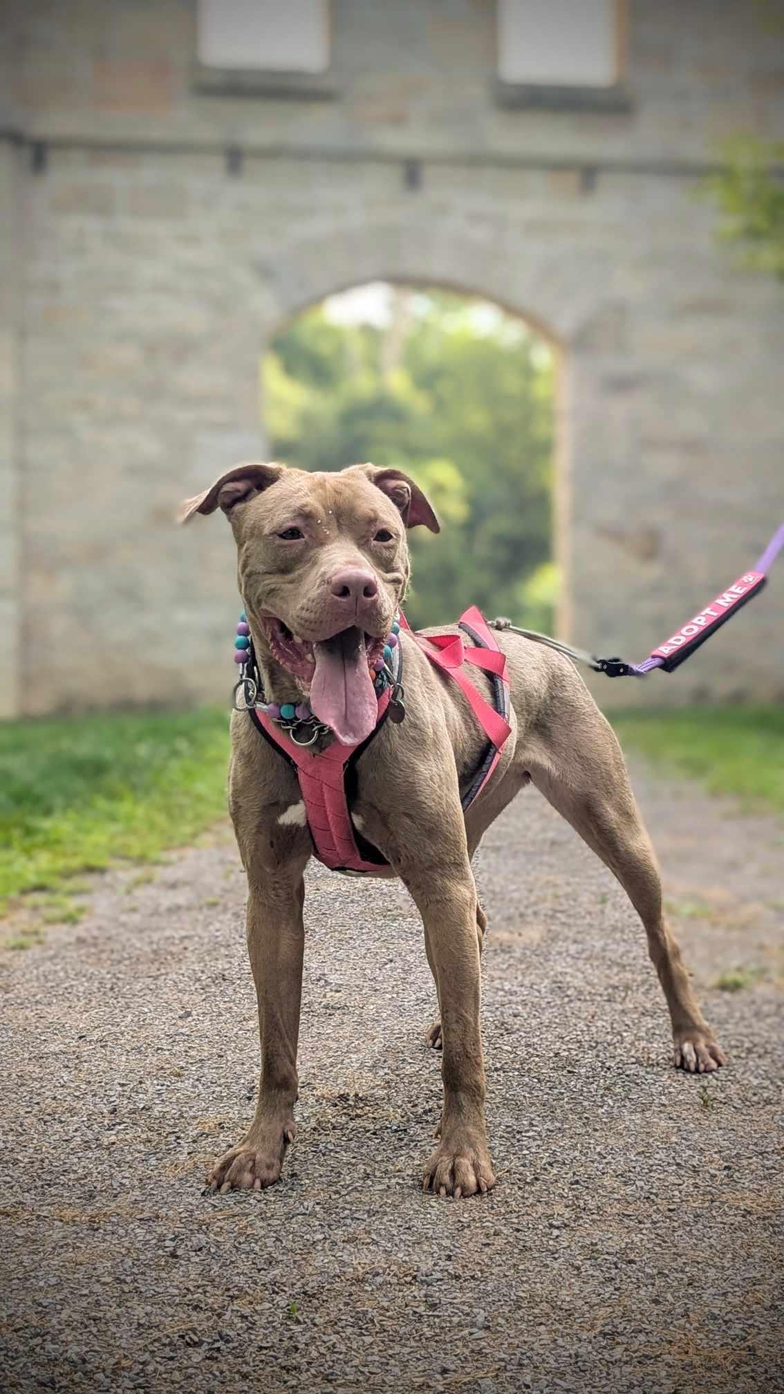 Iris, a Adopted mixed breed in Hamilton, ON image 4/6