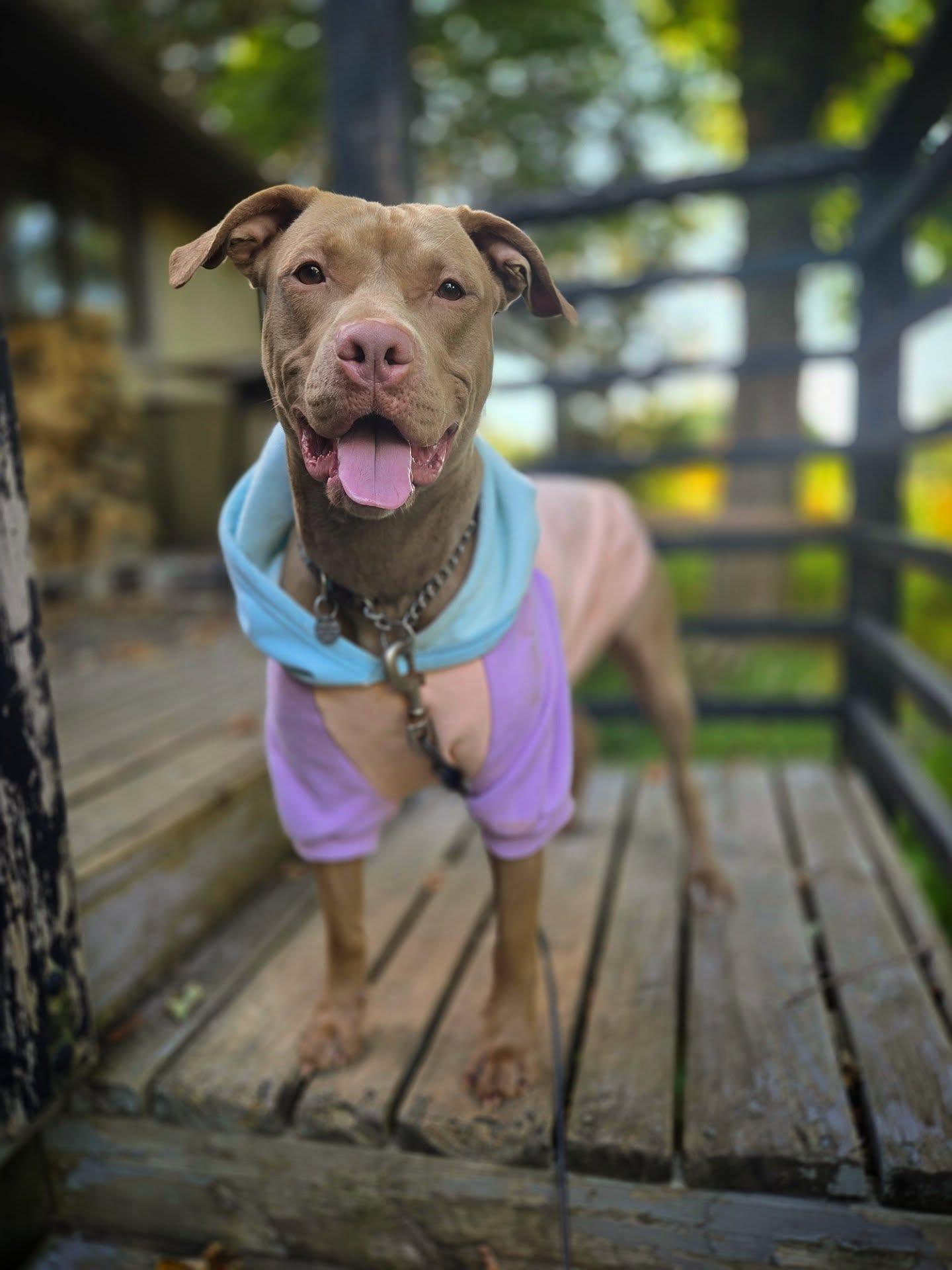 Iris, a Adopted mixed breed in Hamilton, ON image 2/6