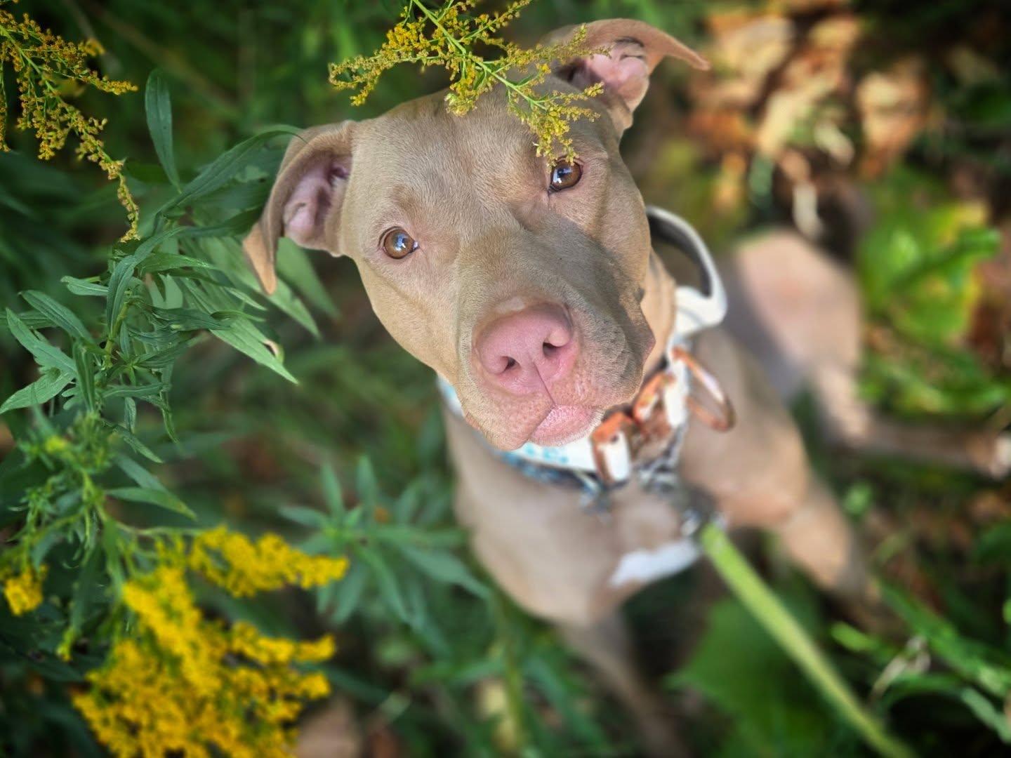 Iris, Adopted, Young Female American Bulldog & American Staffordshire Terrier.