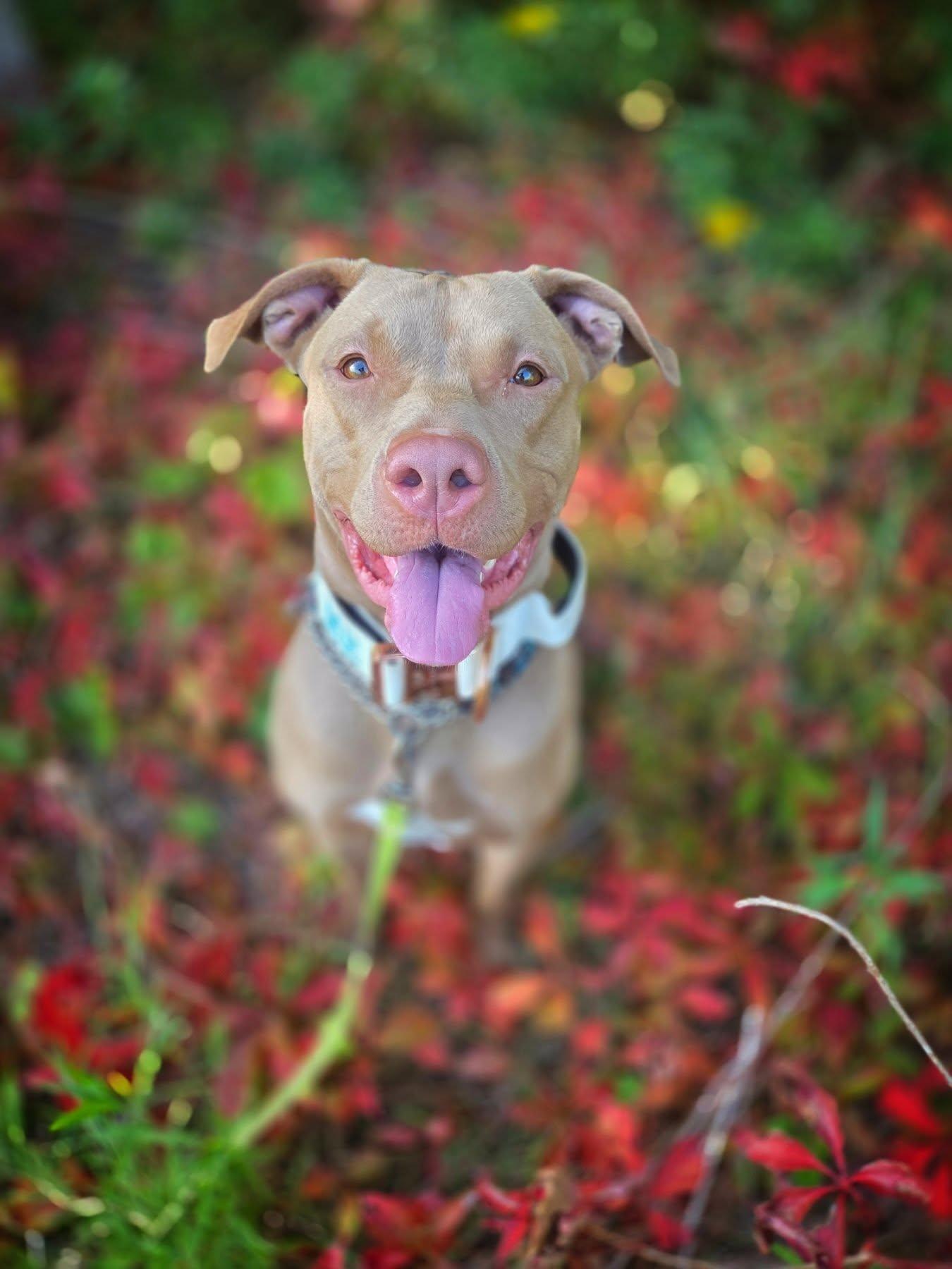 Iris, a Adopted mixed breed in Hamilton, ON image 6/6