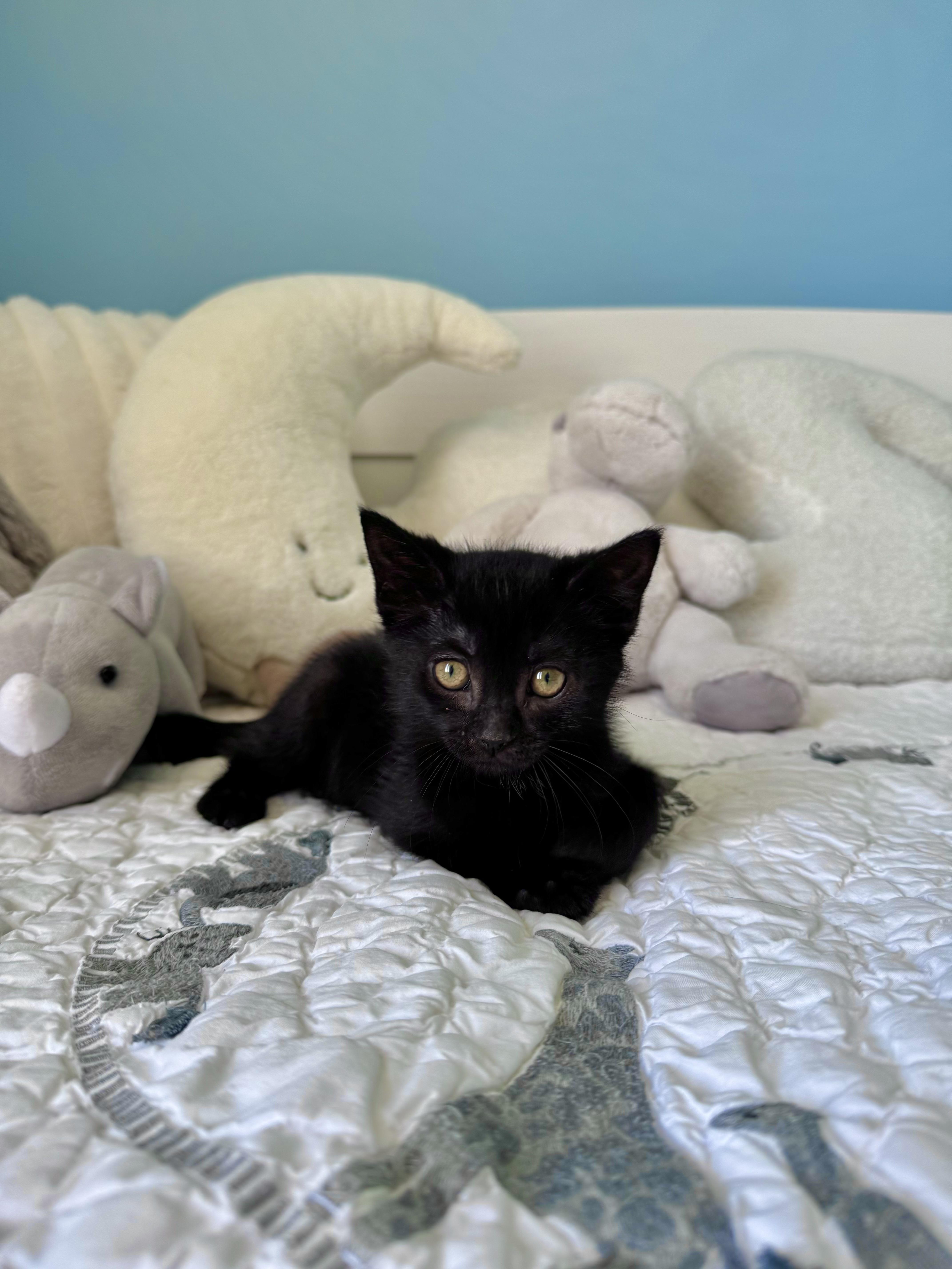 Blair, a ADOPTABLE Domestic Short Hair in Ramsey, NJ image 4/6