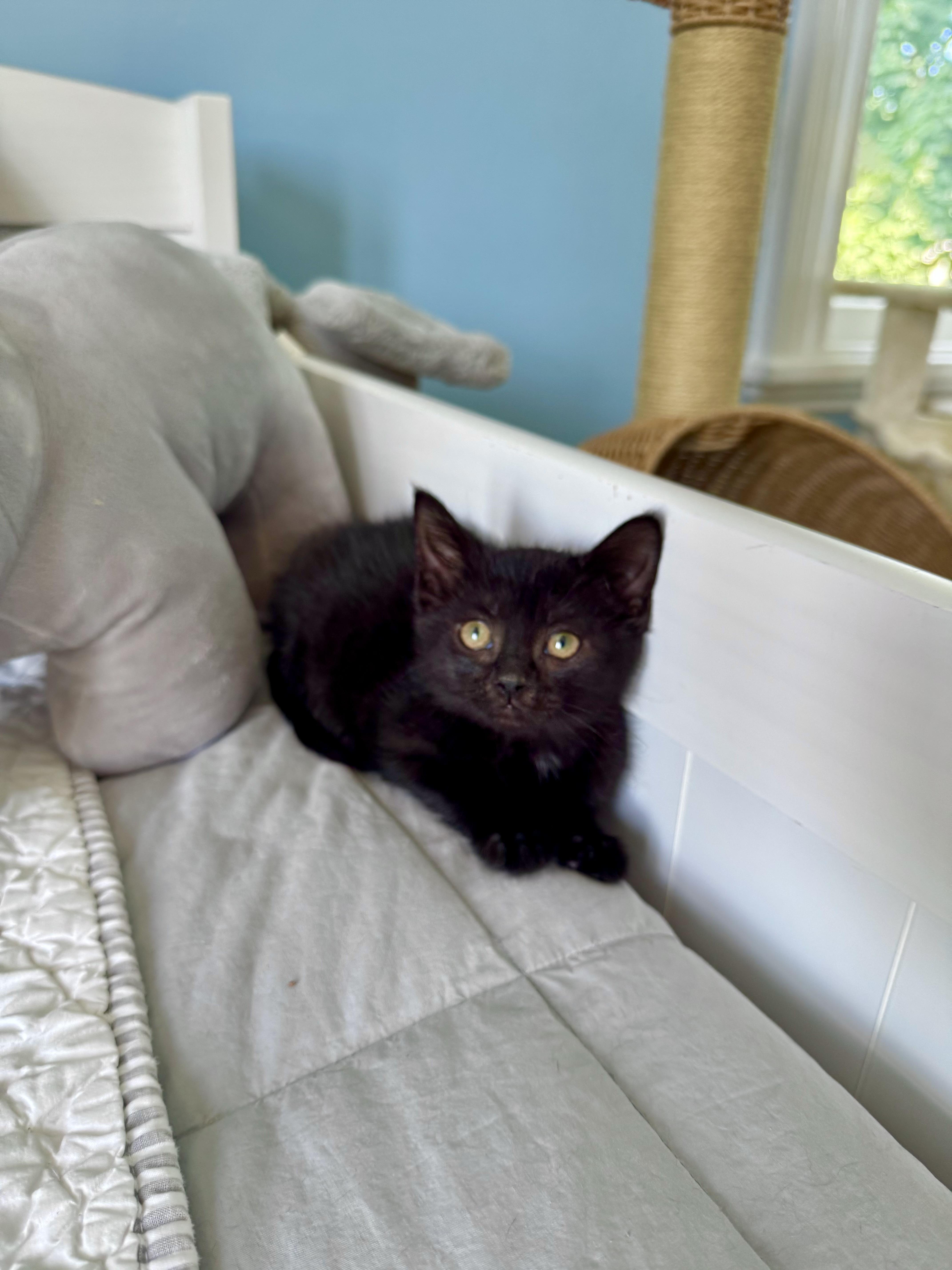 Blair, a ADOPTABLE Domestic Short Hair in Ramsey, NJ image 6/6