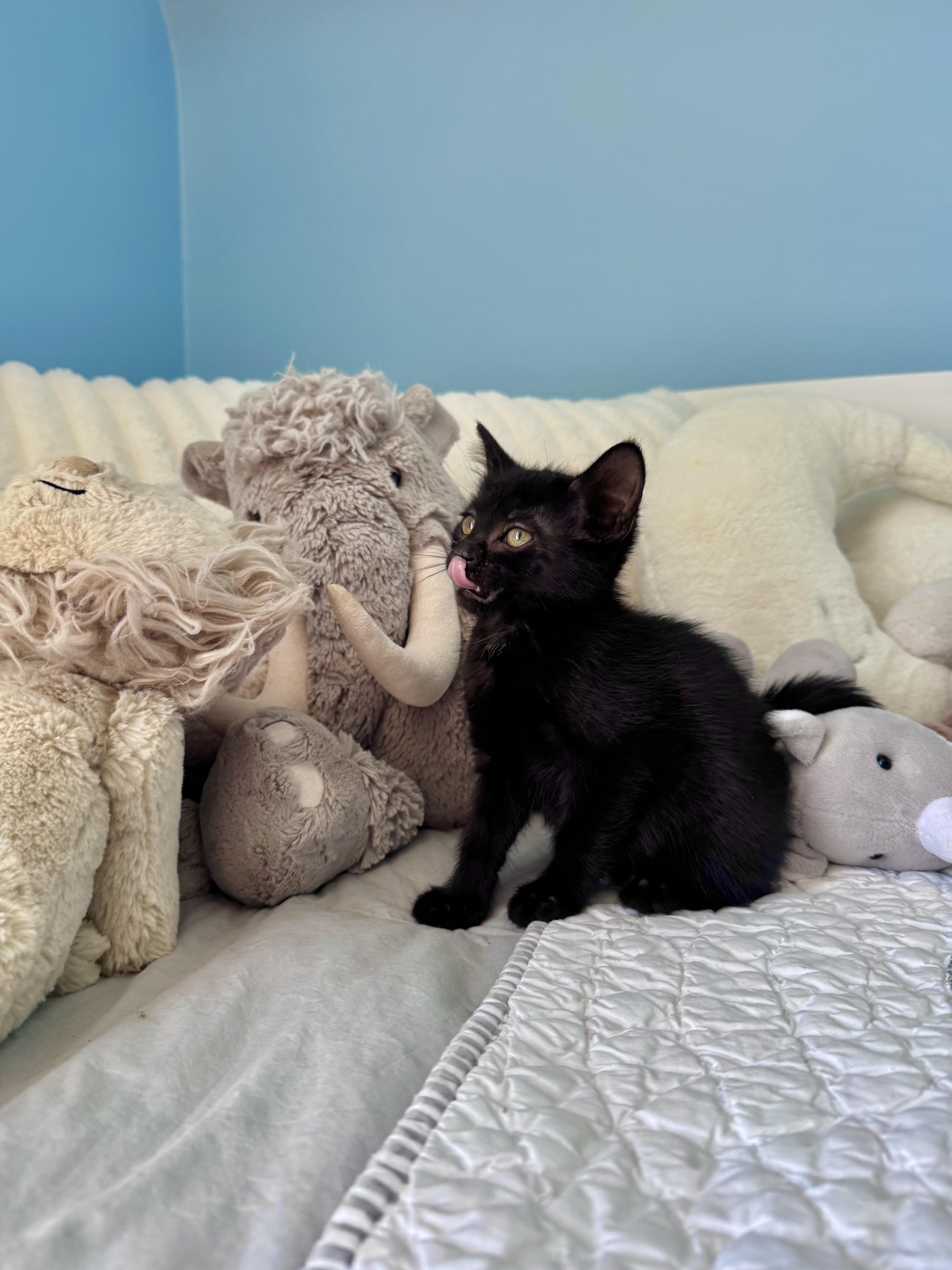 Blair, ADOPTABLE, Kitten Female Domestic Short Hair.