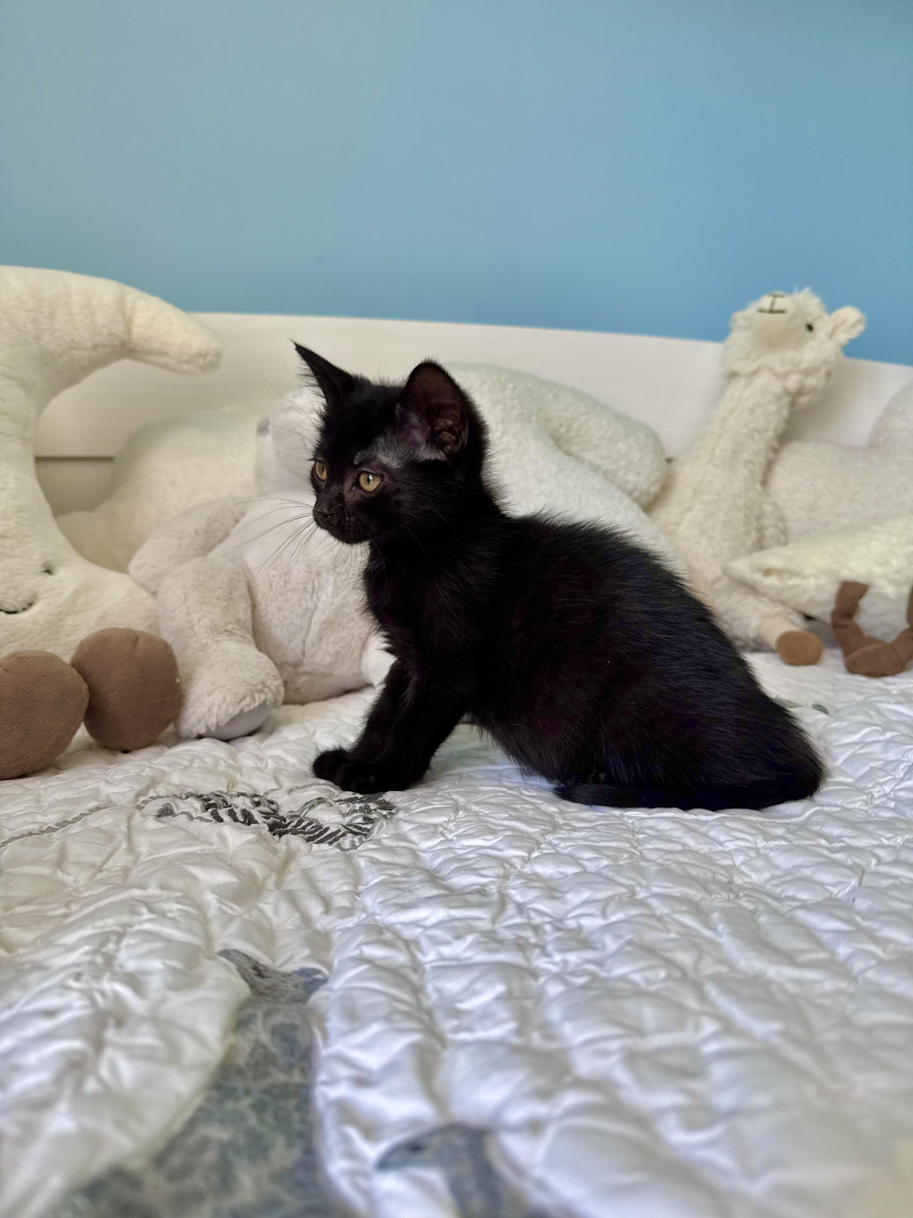 Blair, a ADOPTABLE Domestic Short Hair in Ramsey, NJ image 3/6