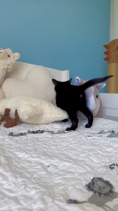 Enlarge Blair, a ADOPTABLE Domestic Short Hair in Ramsey, NJ video 5/6