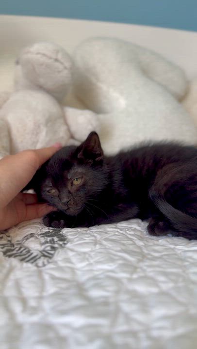 Enlarge Blair, a ADOPTABLE Domestic Short Hair in Ramsey, NJ video 2/6