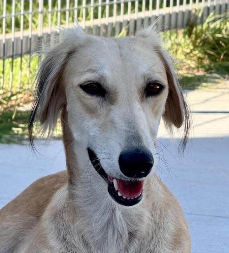 Sable-Tender, graceful and beautiful, an adoptable Saluki in Austin, TX, 78759 | Photo Image 5