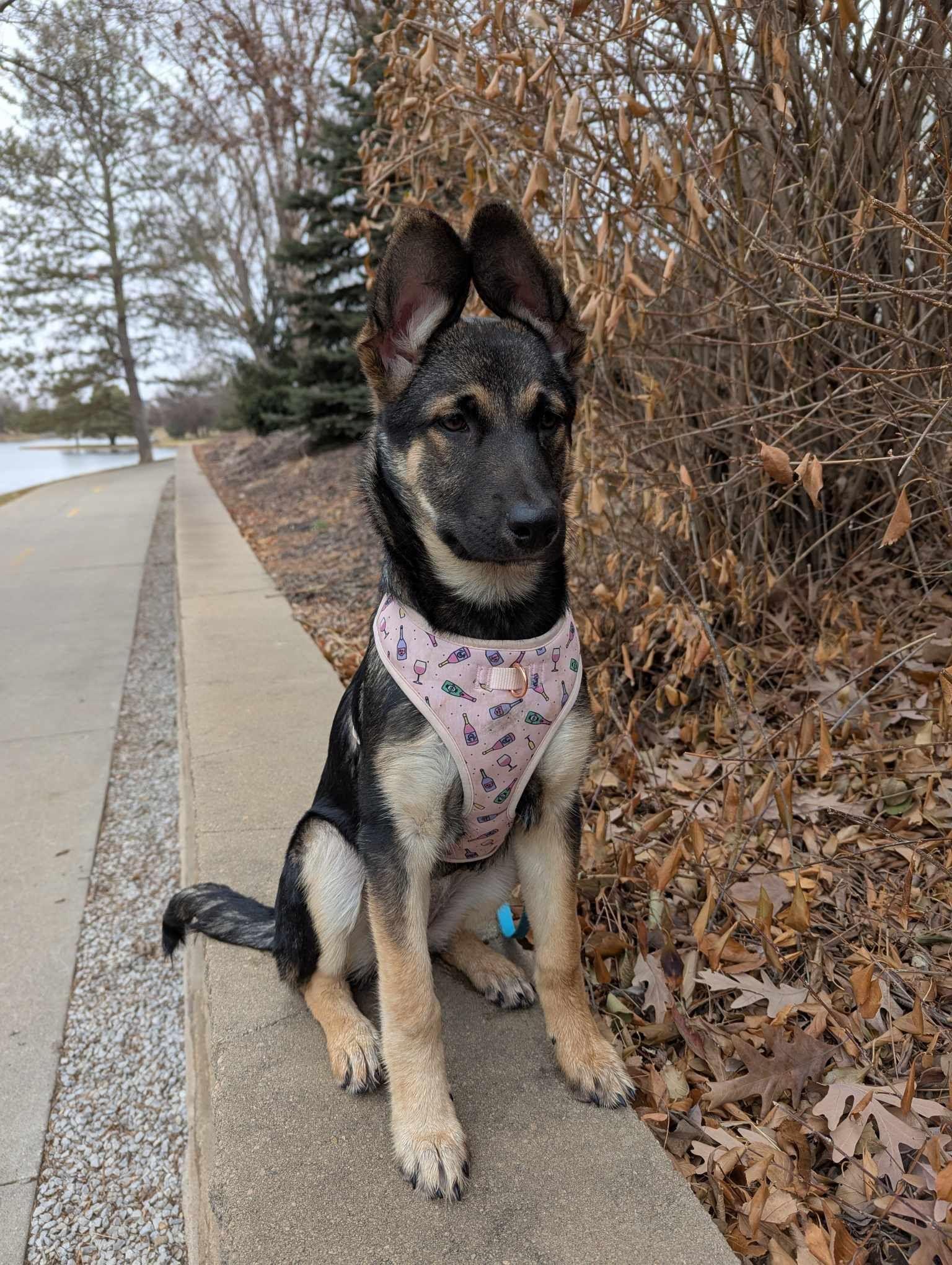 Hazel, a Adopted German Shepherd Dog in Lincoln, NE image 3/4