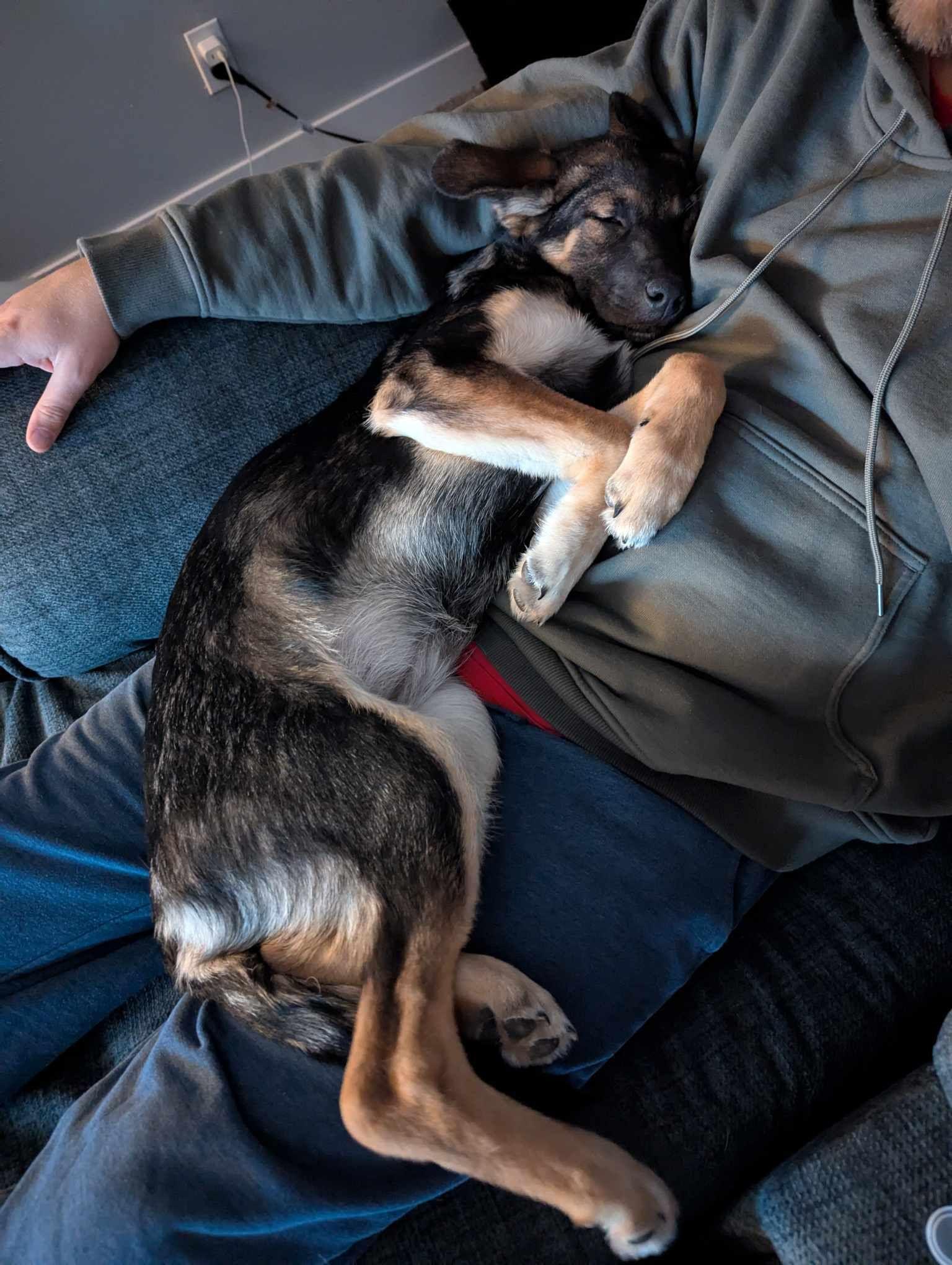 Hazel, a Adopted German Shepherd Dog in Lincoln, NE image 4/4