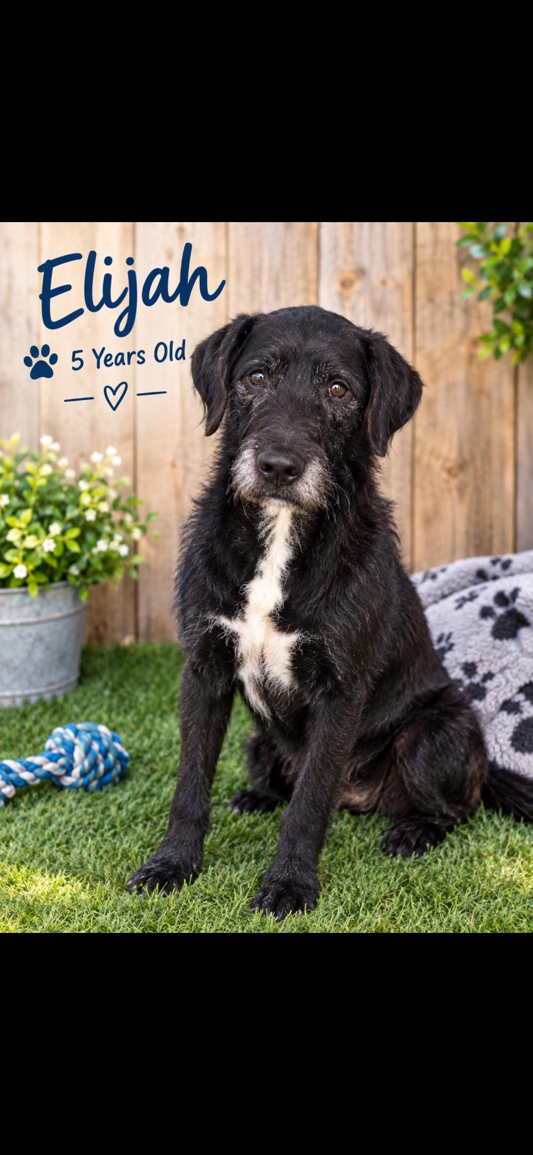Enlarge Elijah, a Adoptable Curly-Coated Retriever in Joliet, IL image 1/2