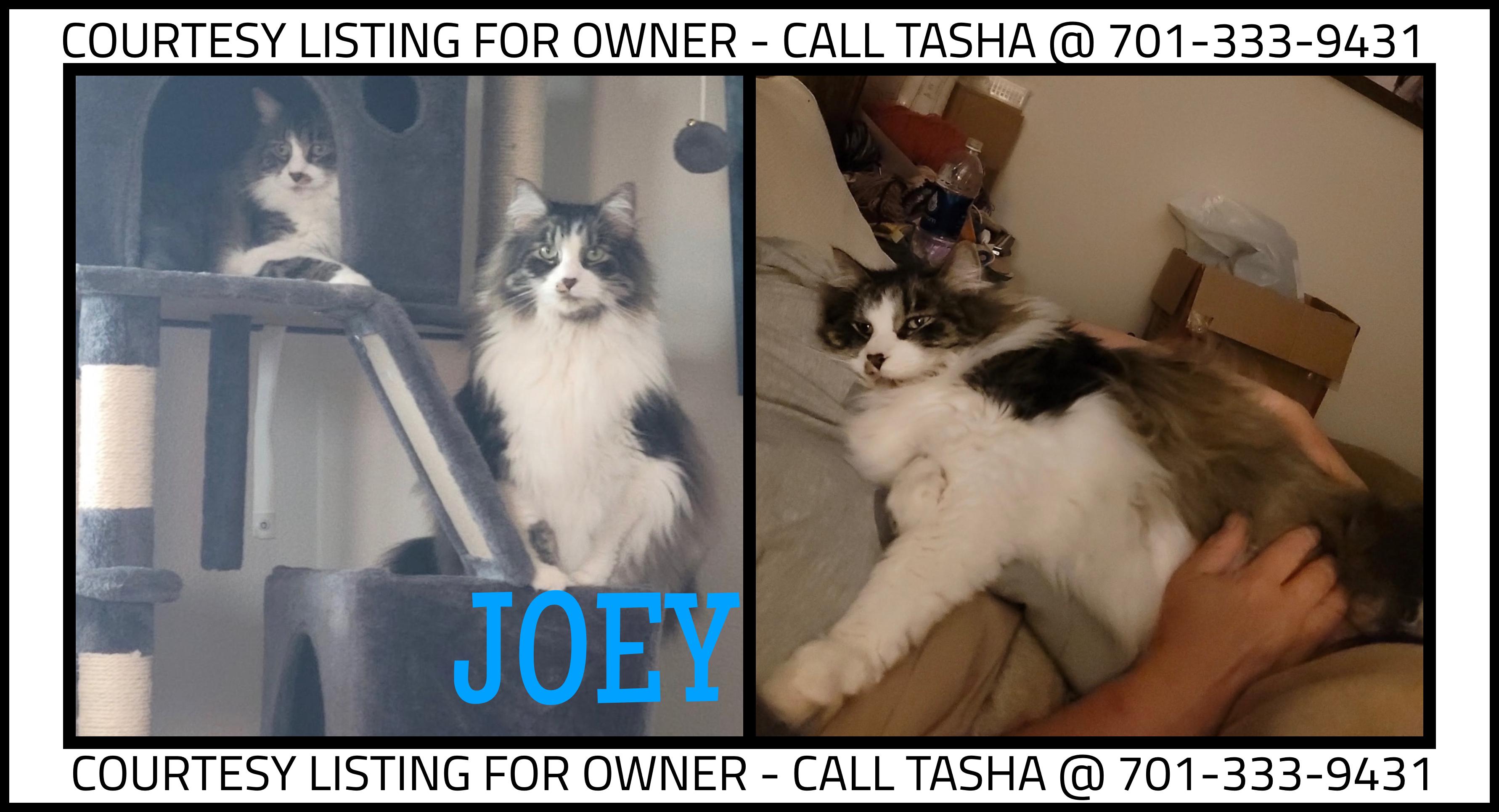 Joey - COURTESY LISTING, adopted, Adult Male Maine Coon.