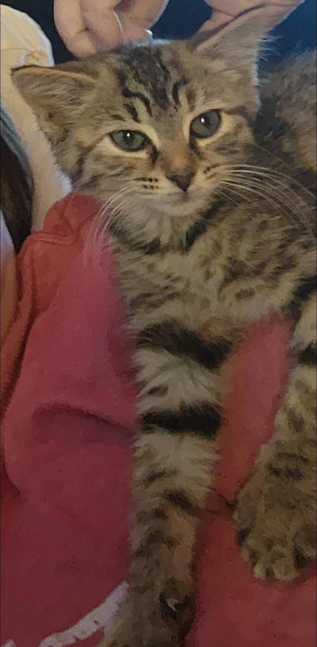 Celaena SKS, Baby Female Tabby