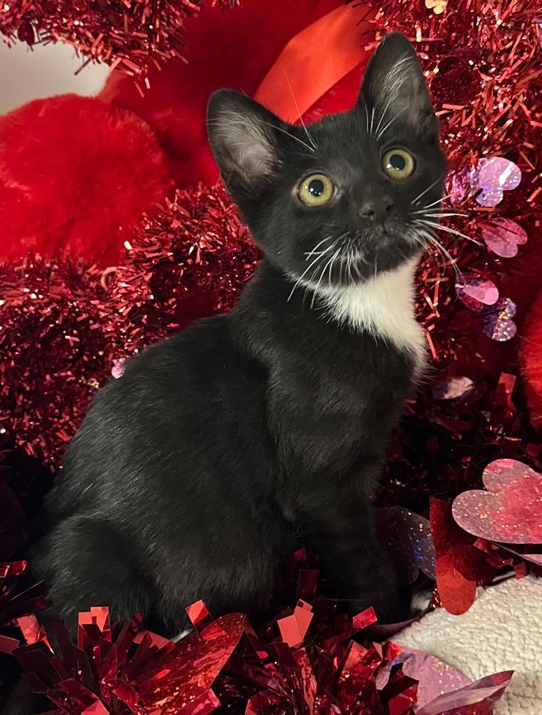 1/26/26 Romeo, Adoptable, Kitten Male Domestic Short Hair.