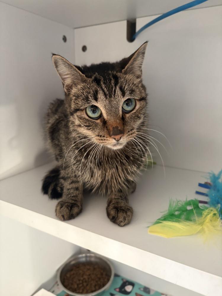 Tori, a Adoptable mixed breed in Plymouth, MN image 1/2