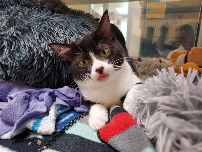 Enlarge Pantene, a Adopted Domestic Short Hair in Elk Grove, CA image 1/3