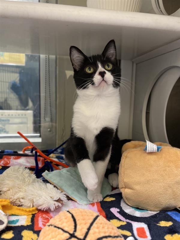 Enlarge Pantene, a Adopted Domestic Short Hair in Elk Grove, CA image 3/3